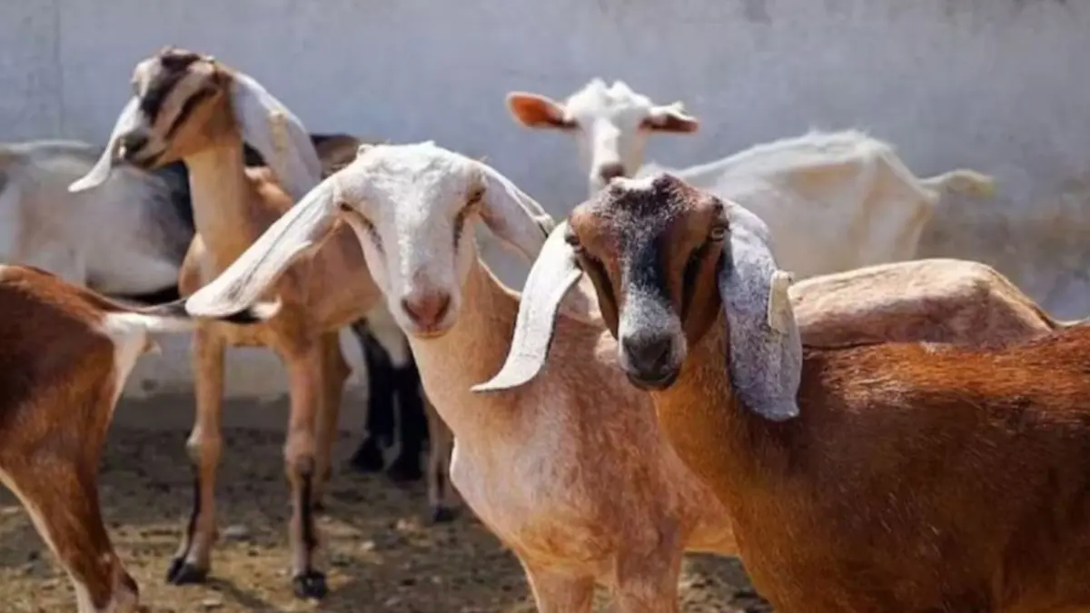 Goat Farming Subsidy