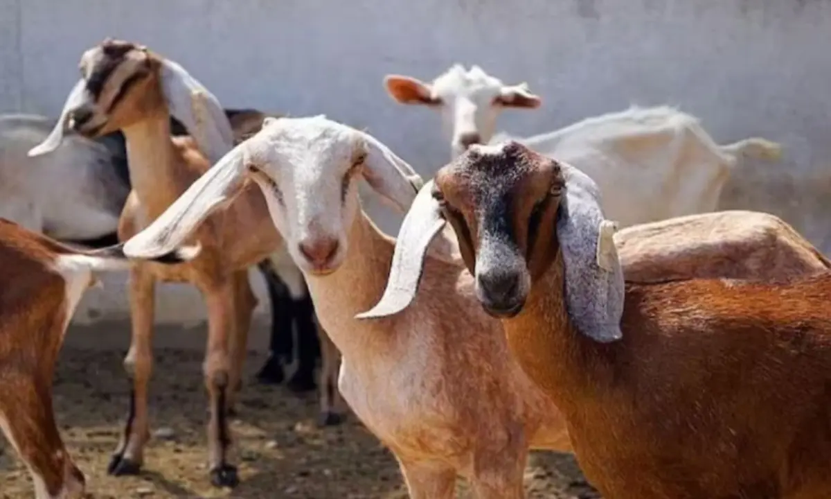 Goat Farming Subsidy